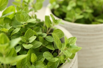 Aromatic green oregano growing in pots, closeup
