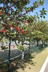 Cherry trees with ripe red berries in garden