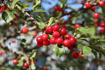 Cherry tree with ripe red berries outdoors, closeup