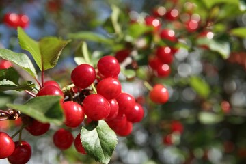 Cherry tree with ripe red berries outdoors, closeup
