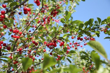 Obraz premium Cherry tree with ripe red berries against blue sky outdoors, low angle view