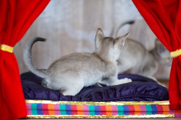 Spielende Singapura Kittens