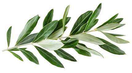 A green olive branch with leaves isolated on a white background. 