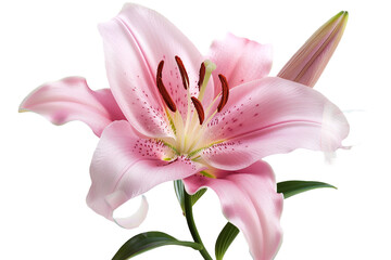 Fototapeta premium Pink lily flower isolated on transparent background