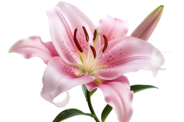Pink lily flower isolated on transparent background