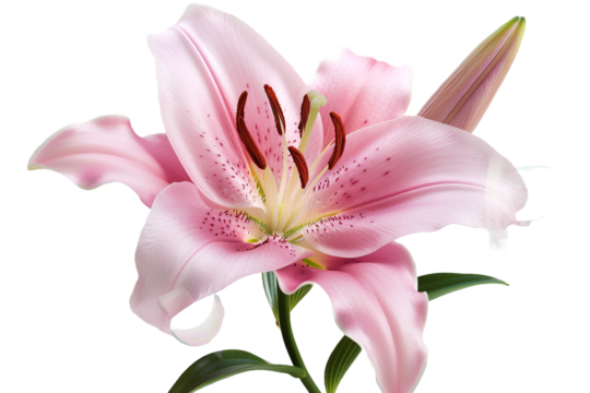 Pink lily flower isolated on transparent background