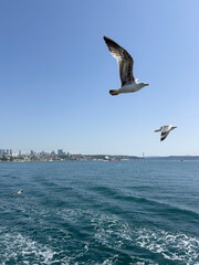 seagulls flying over the sea with city view