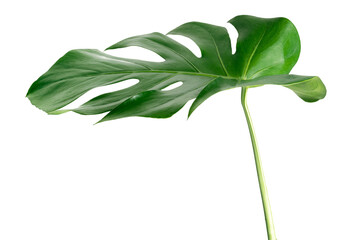 Split leaf philodendron, monstera plant element transparent png © Rawpixel.com