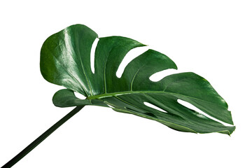 Split leaf philodendron, monstera plant element transparent png © Rawpixel.com