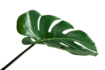 Split leaf philodendron, monstera plant element transparent png