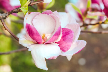 Obraz premium Pink magnolia flower close-up in botanical garden