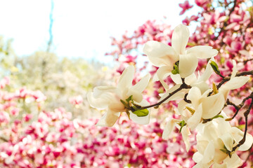 Naklejka premium White magnolia flower close-up in botanical garden
