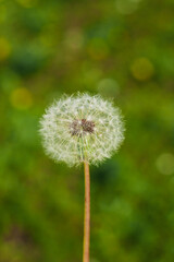 Obraz premium Dandelions close-up on a green lawn