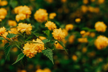 Keria Japanese bush blooming yellow in the botanical garden
