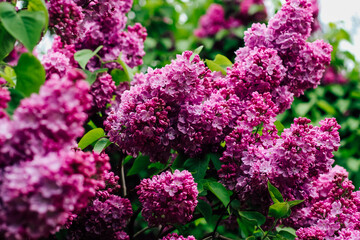 Obraz premium Pink lilac flower close-up in botanical garden