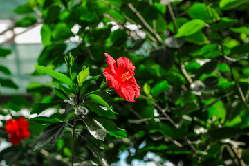 Blooming red tropical hibiscus flower close-up, floral background
