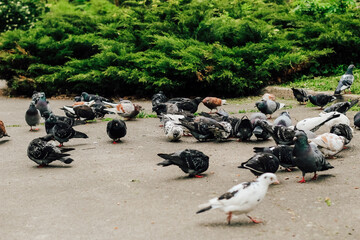 A flock of pigeons in the park near juniper bushes