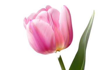 Obraz premium Pink tulips isolated on transparent background