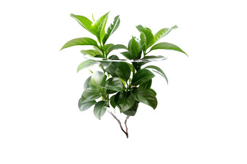 Plant in a pot isolated on transparent background