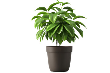 Obraz premium Plant in a pot isolated on transparent background