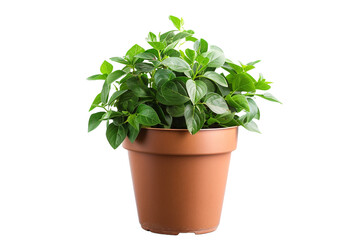 Fototapeta premium Plant in a pot isolated on transparent background