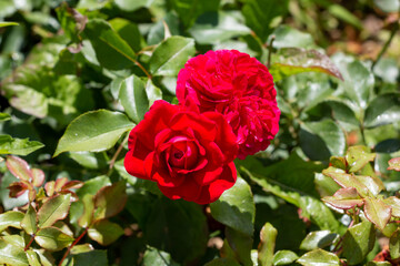 Red roses in a garden, Belgrade, Serbia