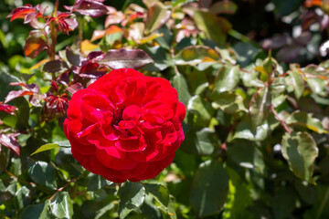 Red roses in a garden, Belgrade, Serbia