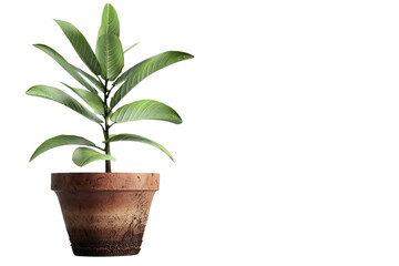 Fototapeta premium Plant in a pot isolated on transparent background