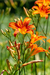 Fototapeta premium Beautiful blossoming orange daylily in Belgrade, Serbia