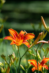 Beautiful blossoming orange daylily in Belgrade, Serbia