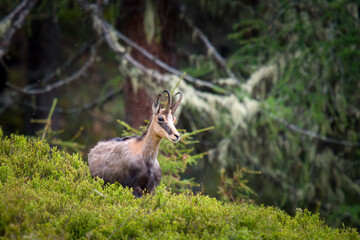 A young chamois buck, rupicapra rupicapra, in the forest on the mountains at a  spring evening. He is in the change of coat.