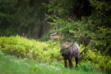 A young chamois buck, rupicapra rupicapra, in the forest on the mountains at a  spring evening. He is in the change of coat.