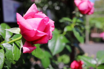 薔薇庭園のピンクの薔薇