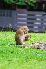 pig-tailed macaque, Monkey in khaoyai nation park , Thailand