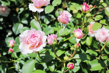 薔薇庭園の薄いピンクの薔薇