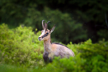 A young chamois buck, rupicapra rupicapra, in the forest on the mountains at a  spring evening. He is in the change of coat.
