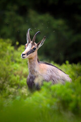 A young chamois buck, rupicapra rupicapra, in the forest on the mountains at a  spring evening. He is in the change of coat.