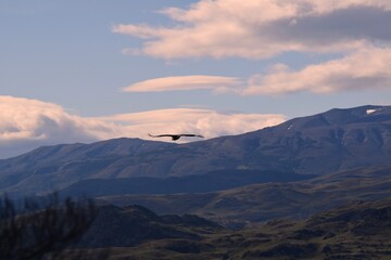 andean condor