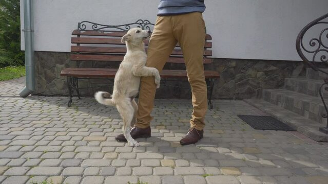 dog is holding on to the man's leg, dog wants sex, young funny dog, dog jumps on man's leg