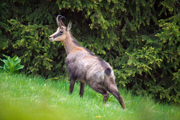 A young chamois buck, rupicapra rupicapra, in the forest on the mountains at a  spring evening. He is in the change of coat.