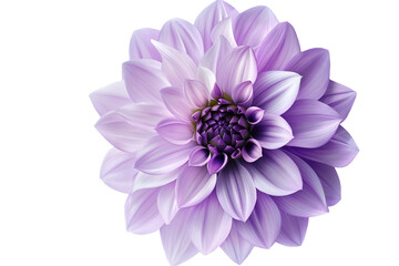 Obraz premium Purple flower isolated on transparent background