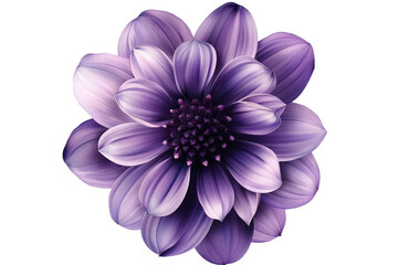 Fototapeta premium Purple flower isolated on transparent background