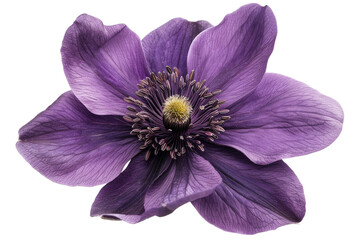 Purple flower isolated on transparent background