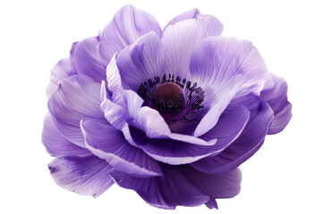 Purple flower isolated on transparent background