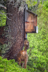 A pregnant roe deer female is standing  in the forest at a salt lick on the mountains, at a  spring evening.  © DoreenB. Photography