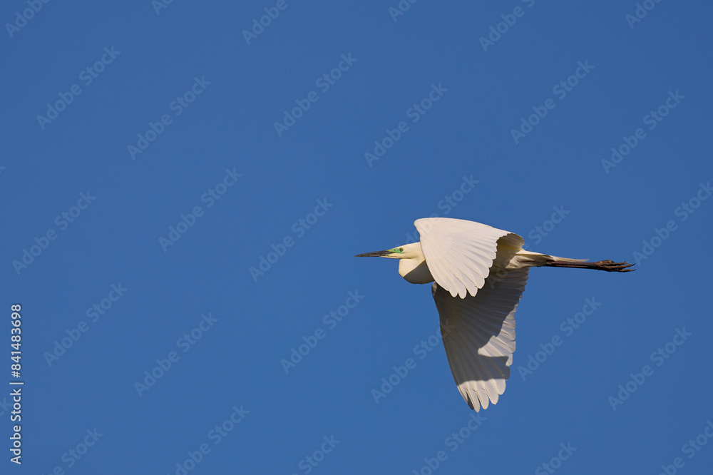 Poster Great White Egret (Ardea alba) in flight over Ham Wall nature reserve in the Somerset Levels, United Kingdom.