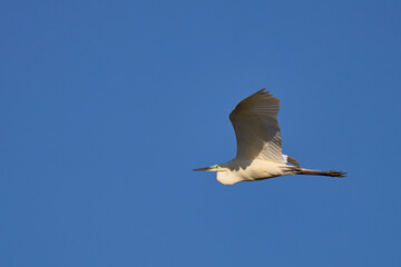 Great White Egret (Ardea alba) in flight over Ham Wall nature reserve in the Somerset Levels, United Kingdom.