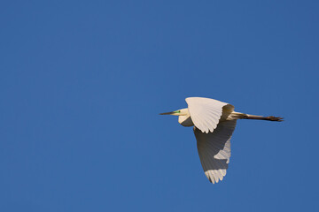 Great White Egret (Ardea alba) in flight over Ham Wall nature reserve in the Somerset Levels, United Kingdom.