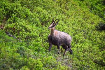 A young chamois buck, rupicapra rupicapra, in the forest on the mountains at a  spring evening. He is in the change of coat.
