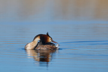 Fototapeta premium Great Crested Grebe (Podiceps cristatus) preening on a lake at Ham Wall in Somerset, United Kingdom.